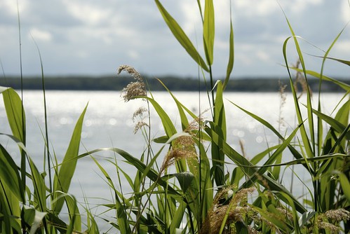 Müritz