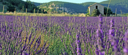 Lavendelblüte Provence.jpg