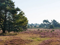 pic_Die Lüneburger Heide Sternfahrt