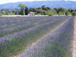 pic_Die Schönsten Dörfer der Provence im Luberon  - Sterntour